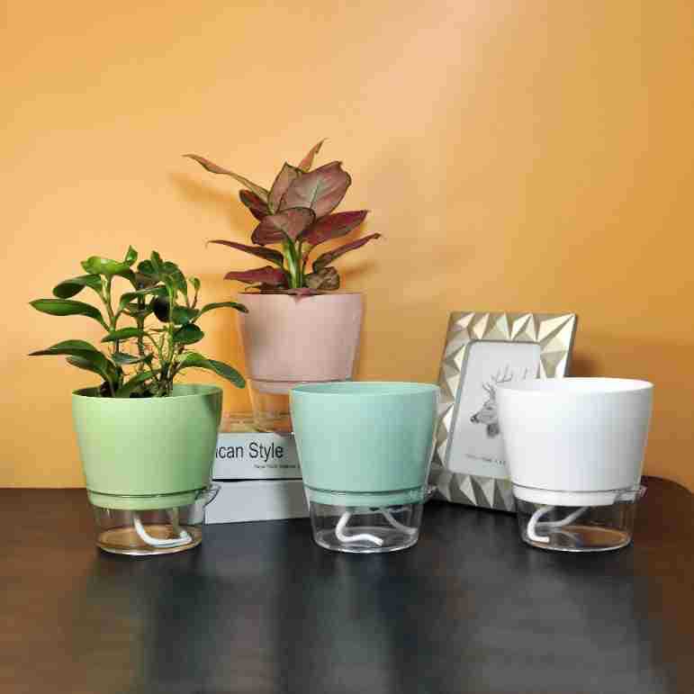 Drenaj Deliği ile Tembel Çiçek - Aloe Vera Pot incelemesi ve fiyatı