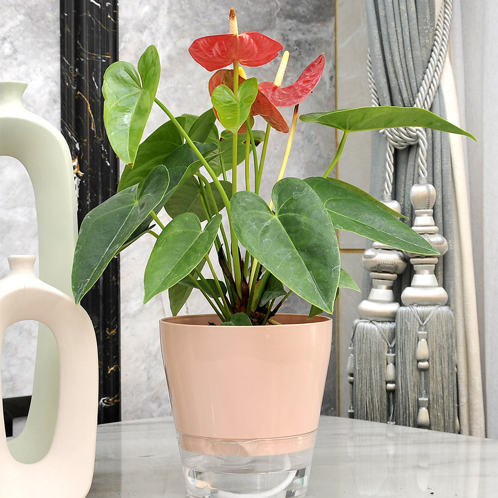 Drenaj Deliği ile Tembel Çiçek - Aloe Vera Pot incelemesi ve fiyatı