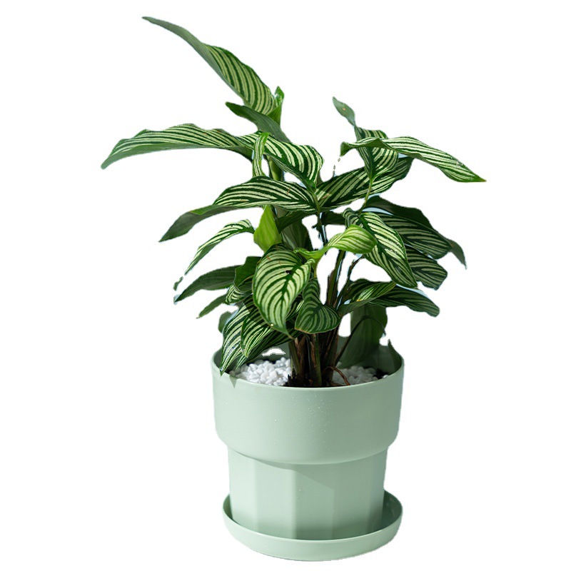 İskandinav Minimalist Tarzı Ye - Aloe Vera Pot incelemesi ve fiyatı