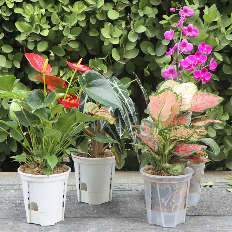 5 adet Şeffaf Orkide Pot Delik - Aloe Vera Pot incelemesi ve fiyatı